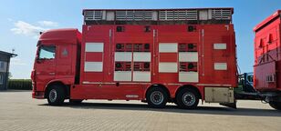 камион за превоз на животни DAF XF 105.510 + приколка за превоз на животни